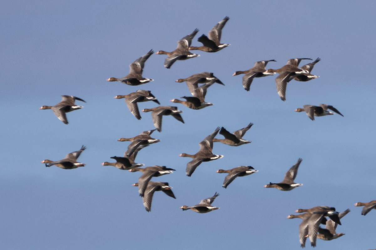Greater White-fronted Goose - ML643037889