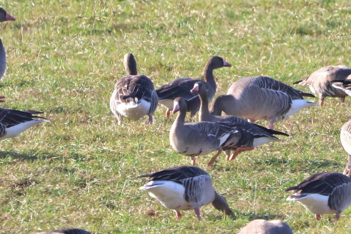 Greater White-fronted Goose - ML643037890