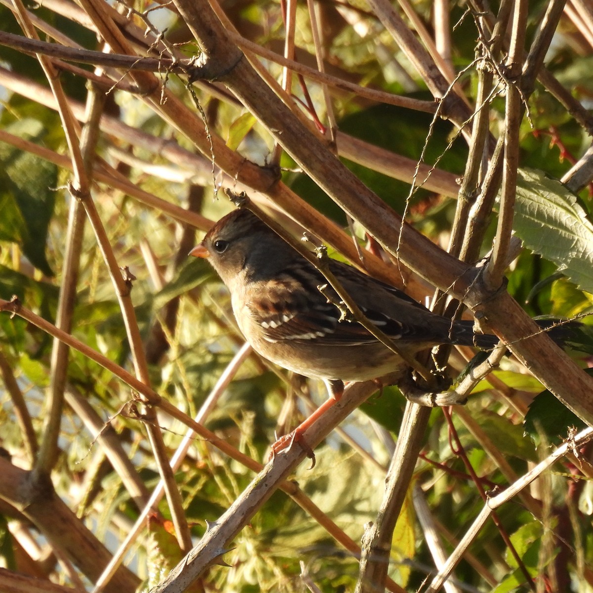 White-crowned Sparrow - ML643037891
