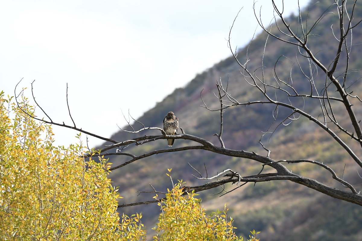 Red-tailed Hawk (calurus/alascensis) - ML643037892
