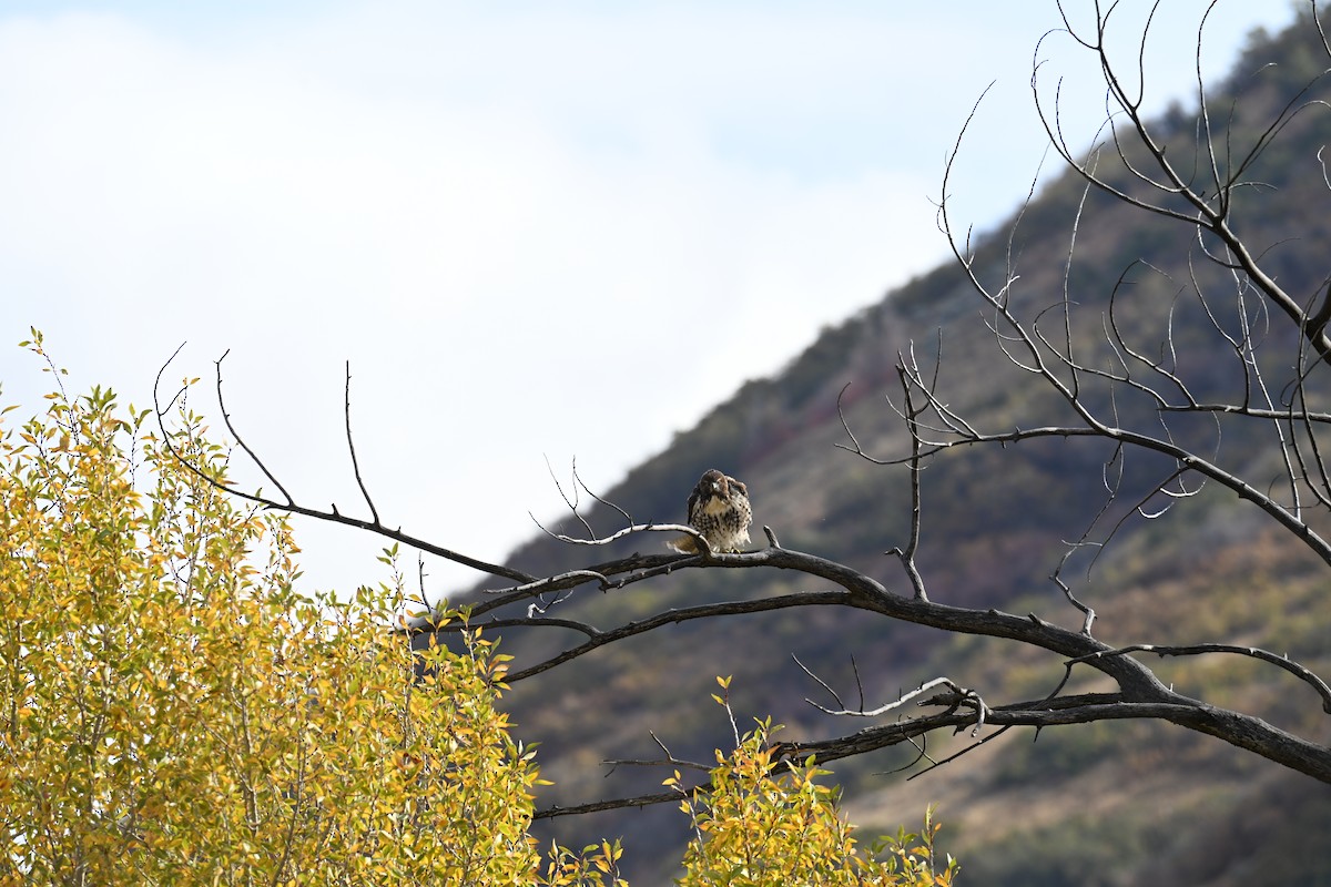 Red-tailed Hawk (calurus/alascensis) - ML643037893