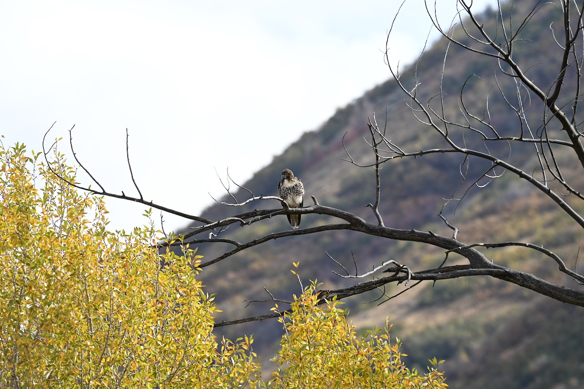 Red-tailed Hawk (calurus/alascensis) - ML643037909