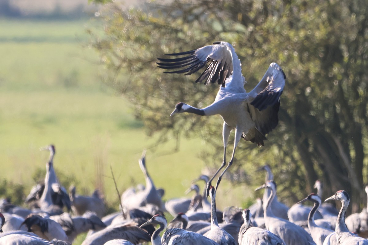 Common Crane - ML643037913