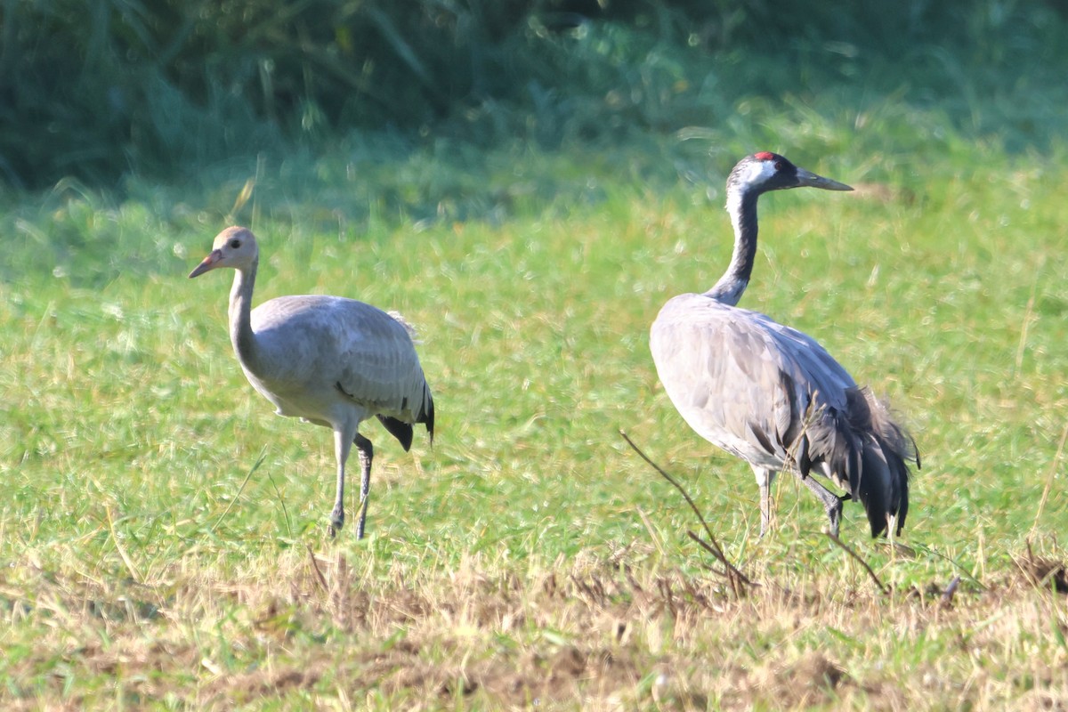 Common Crane - ML643037914