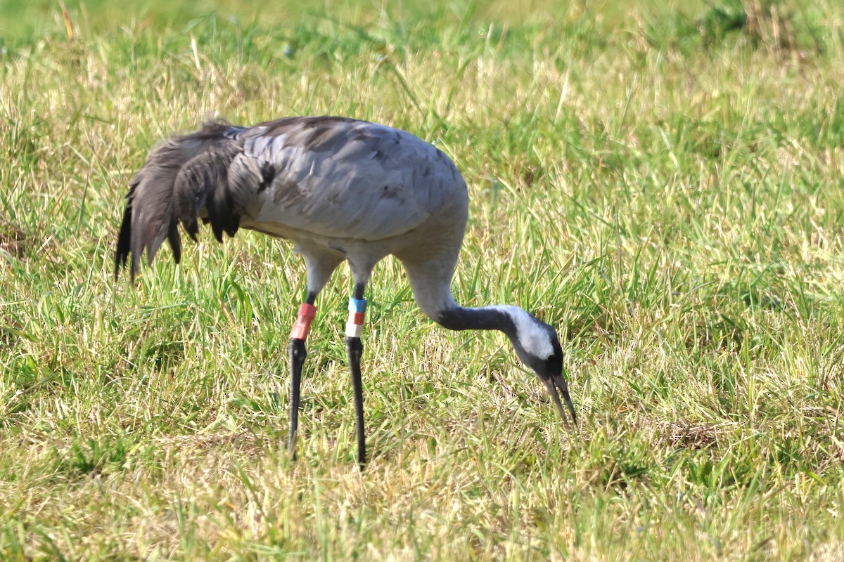 Common Crane - ML643037915