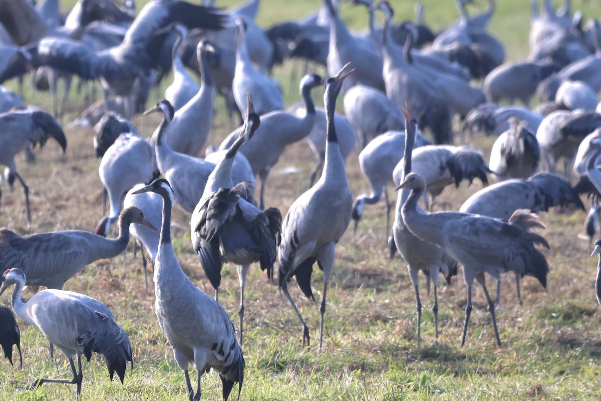 Common Crane - ML643037916
