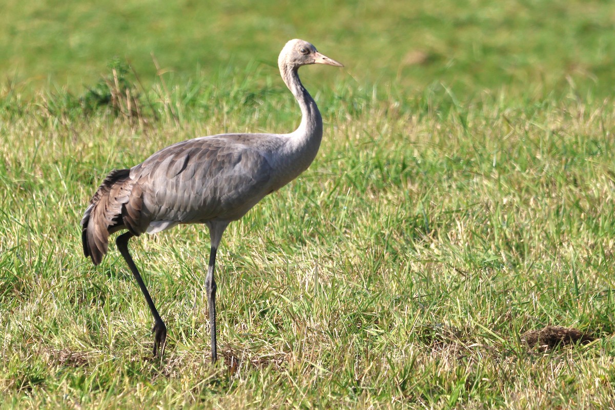 Common Crane - ML643037917