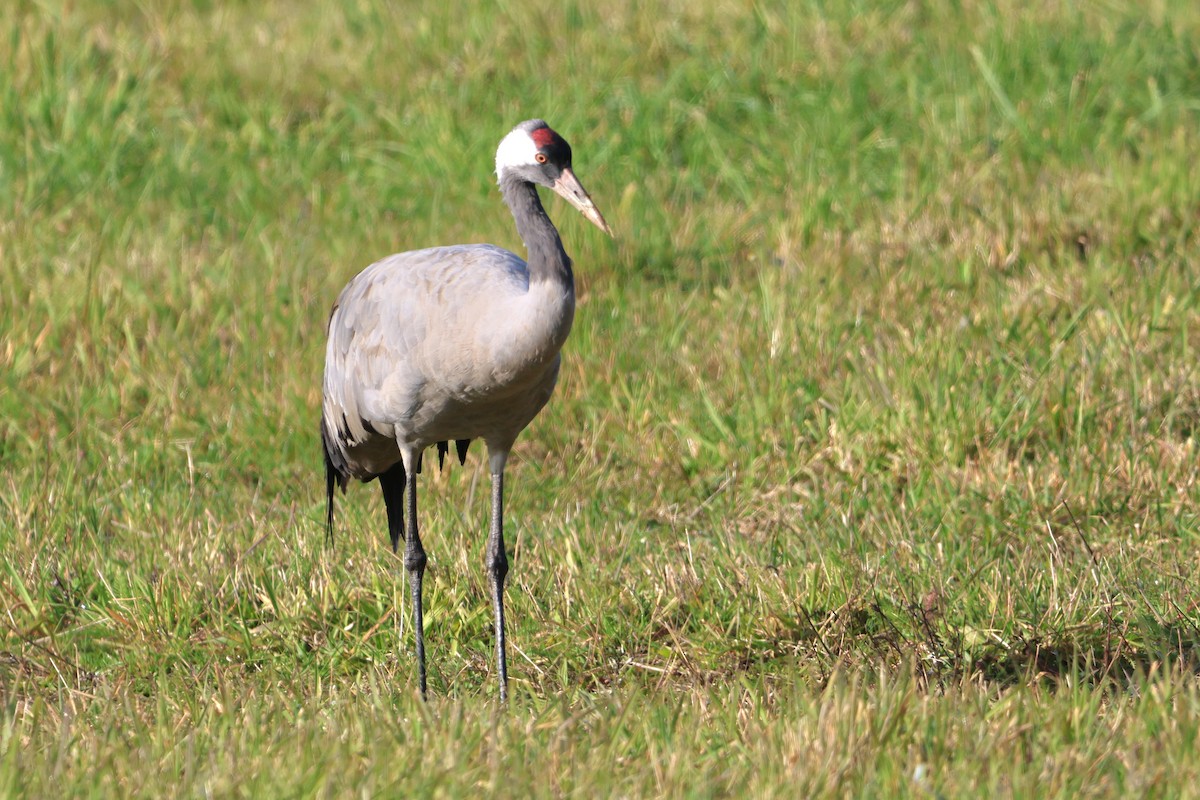 Common Crane - ML643037918