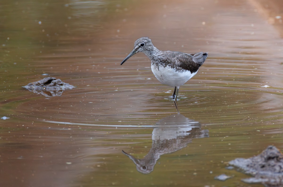 Green Sandpiper - ML643037920