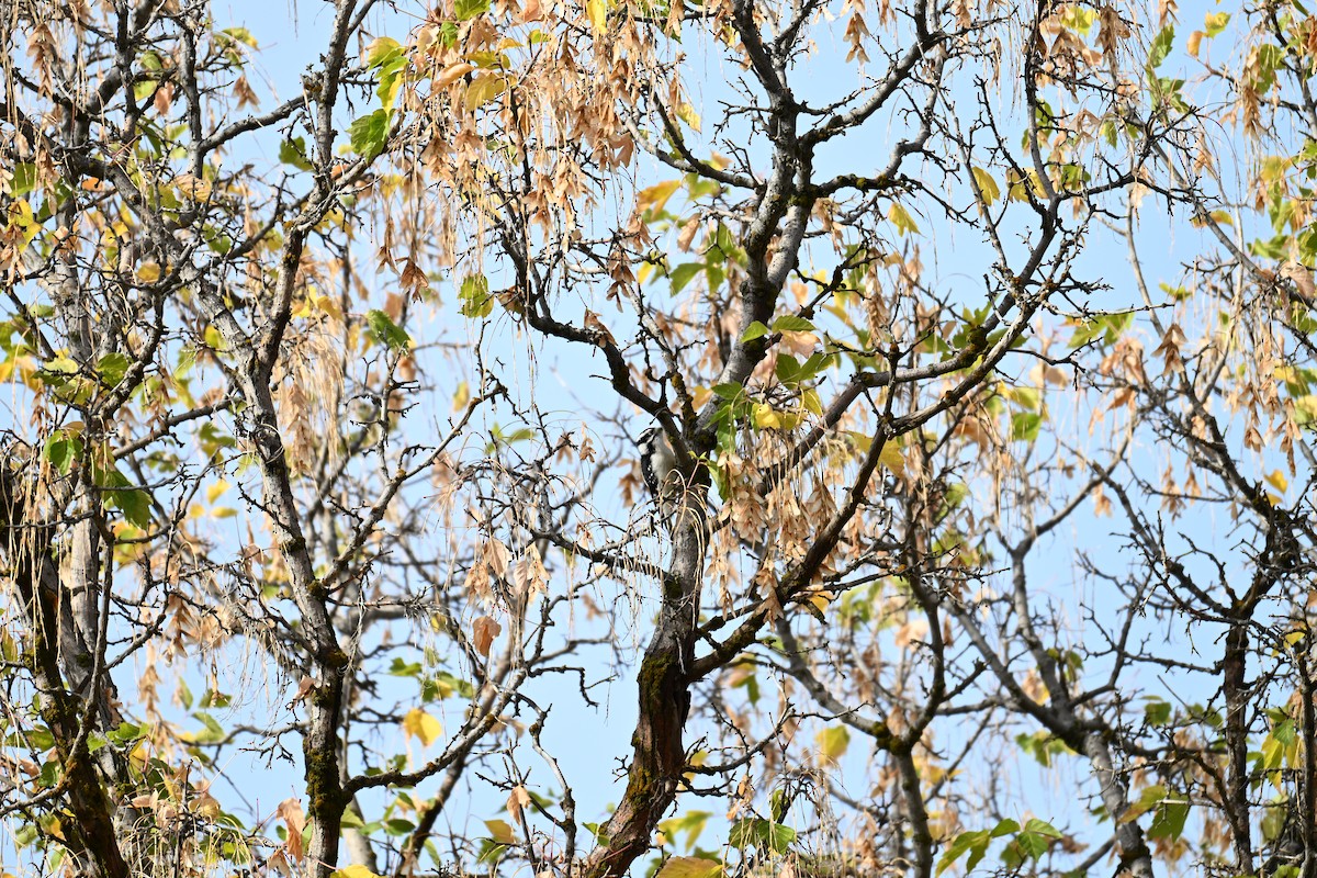 Pic mineur (leucurus/glacialis) - ML643037921