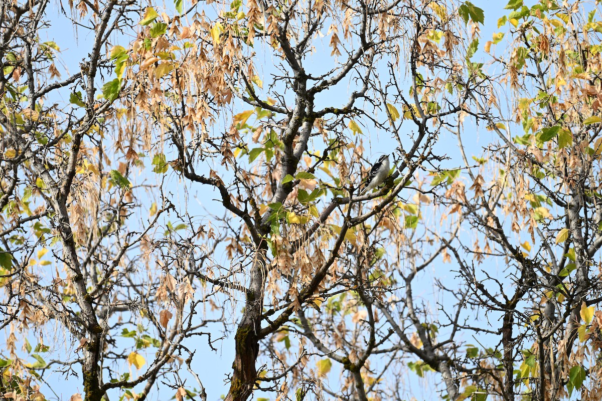 Pic mineur (leucurus/glacialis) - ML643037922