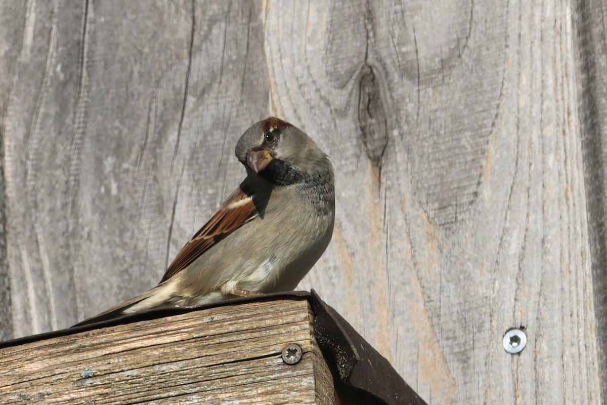 House Sparrow - ML643037930