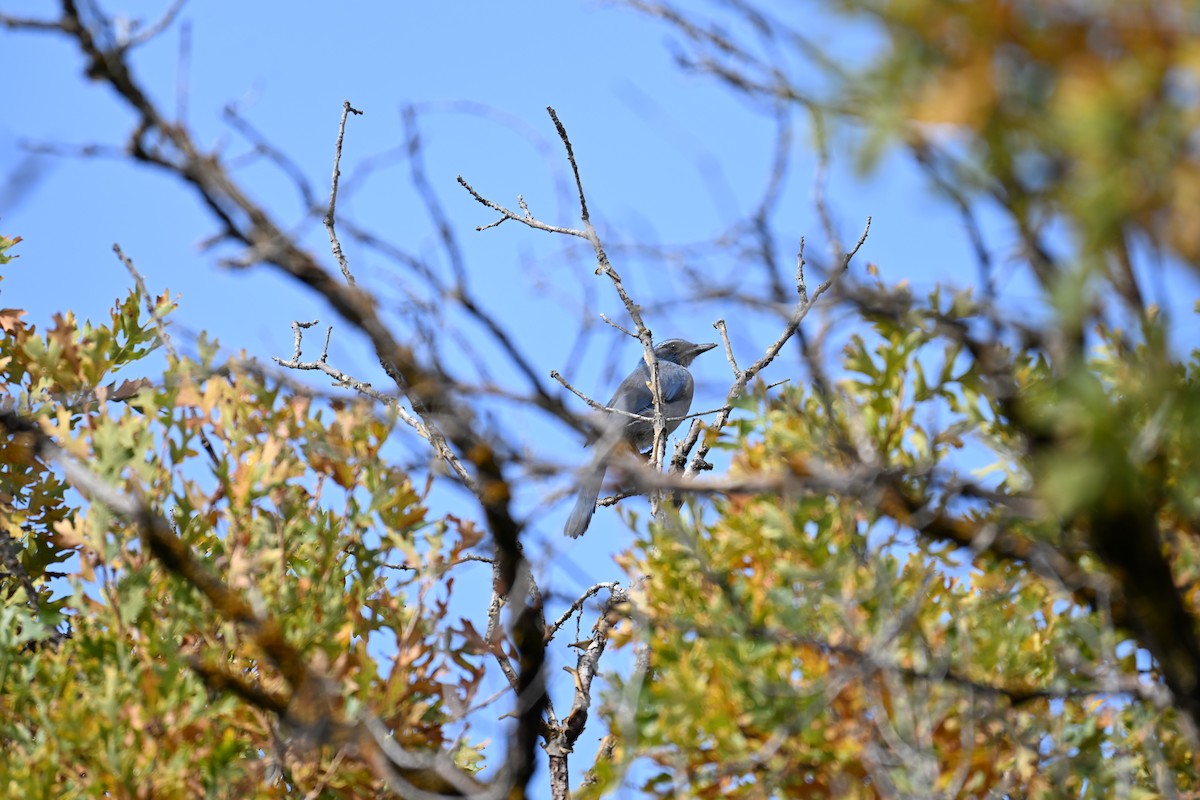 Geai de Woodhouse - ML643037931