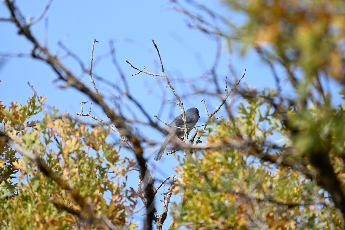 Geai de Woodhouse - ML643037932