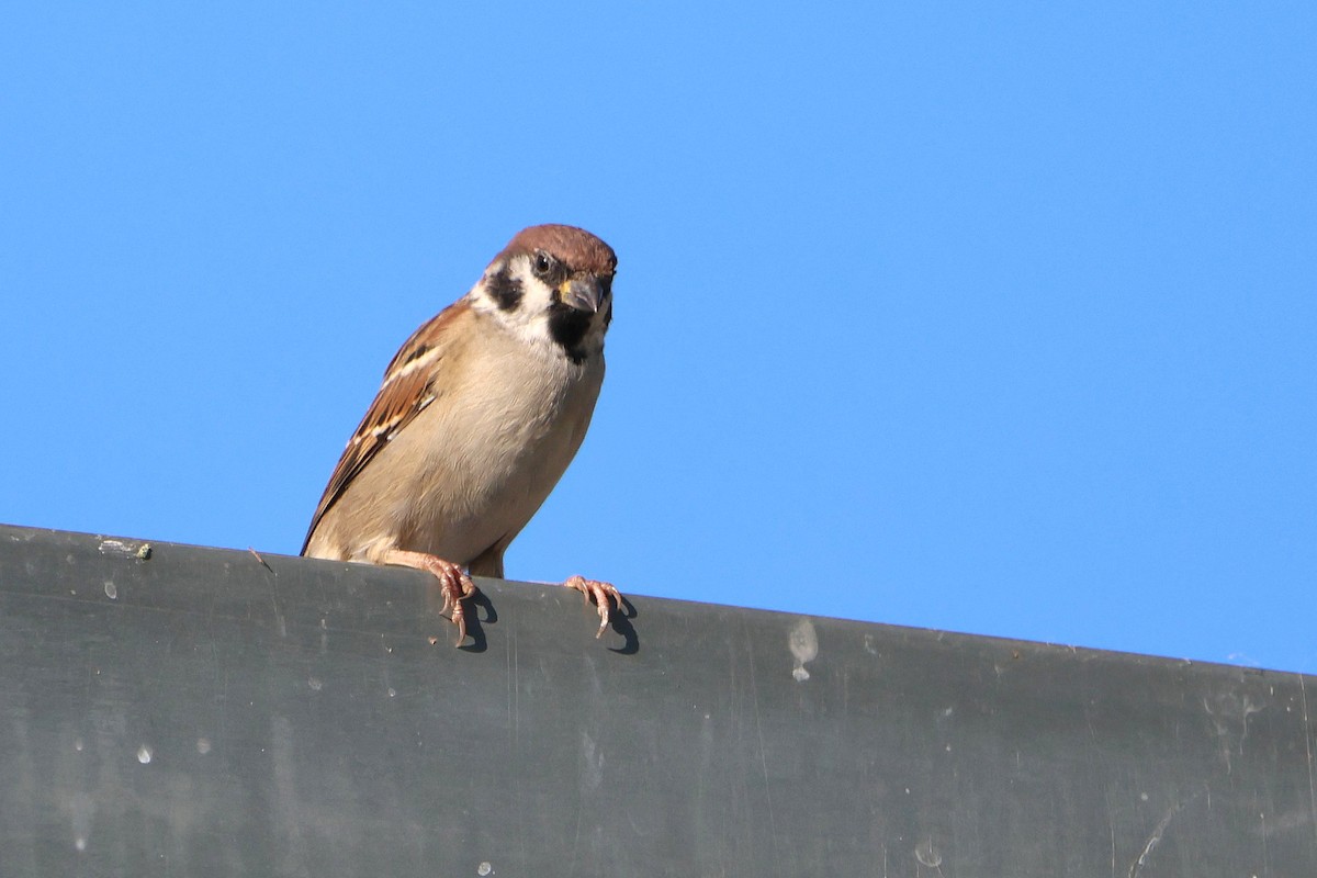 Eurasian Tree Sparrow - ML643037934