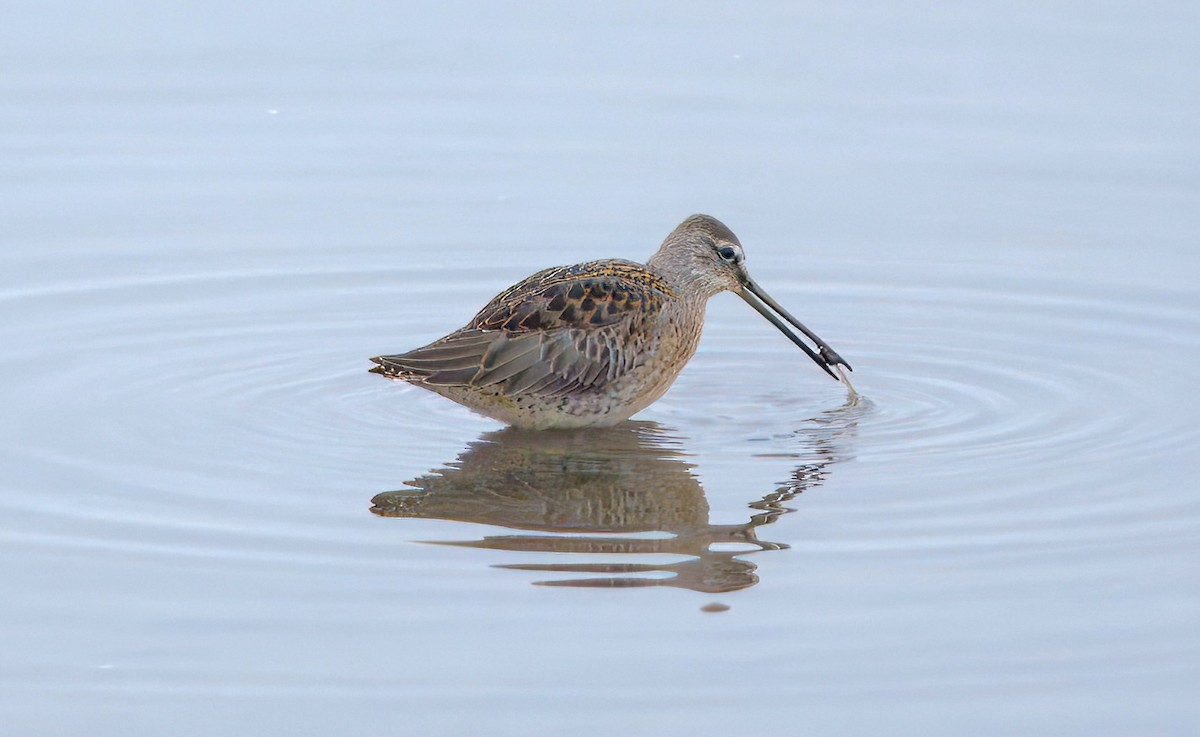 Long-billed Dowitcher - ML643037938