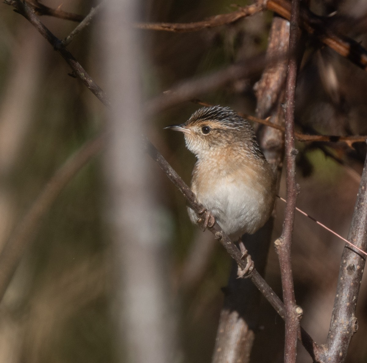 Sedge Wren - ML643037941