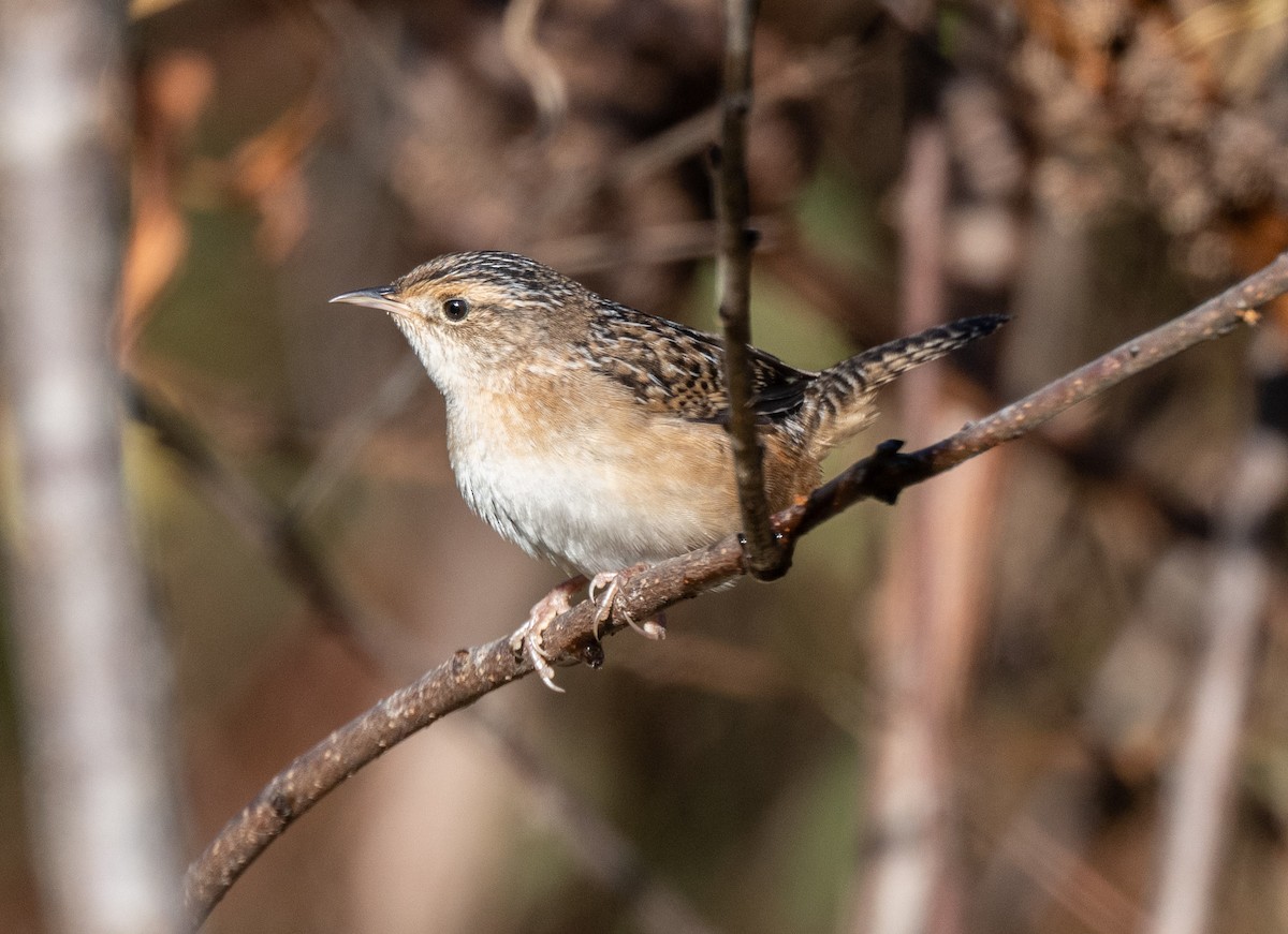 Sedge Wren - ML643037942