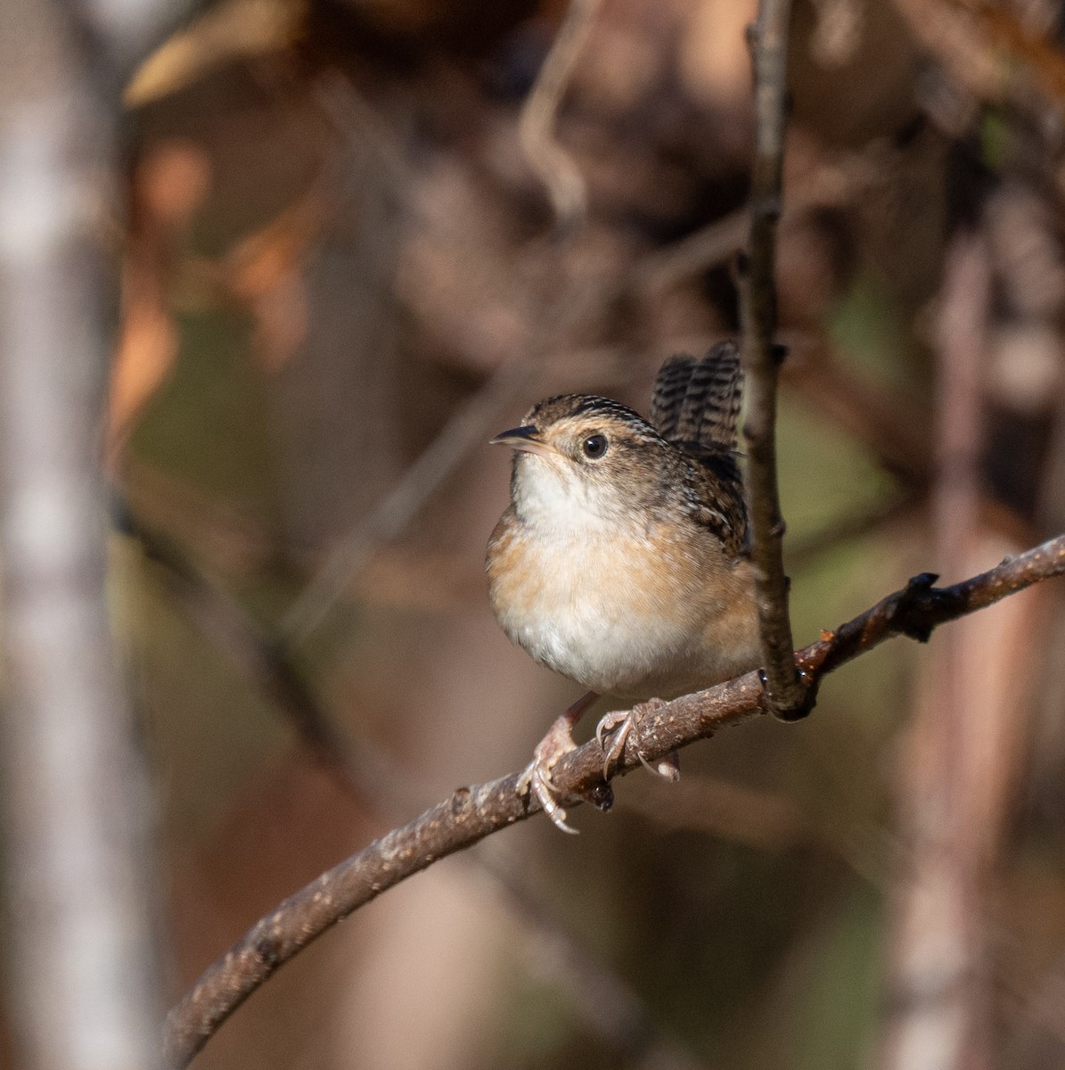 Sedge Wren - ML643037943