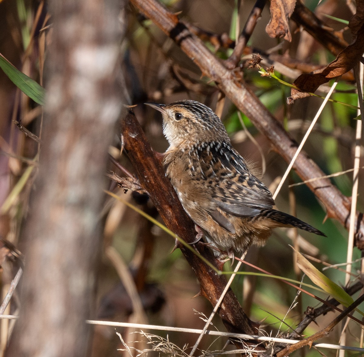 Sedge Wren - ML643037944