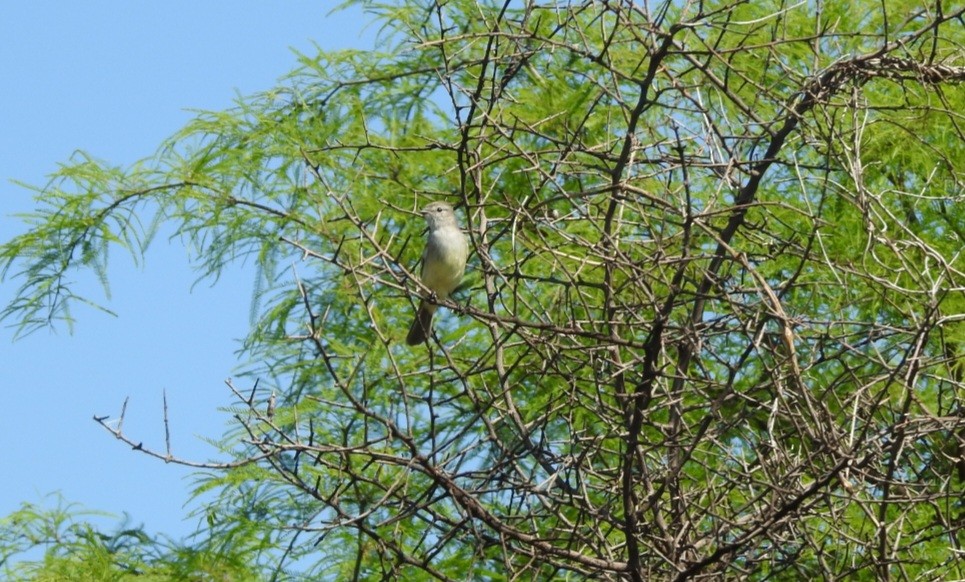 Southern Scrub-Flycatcher - ML643037954