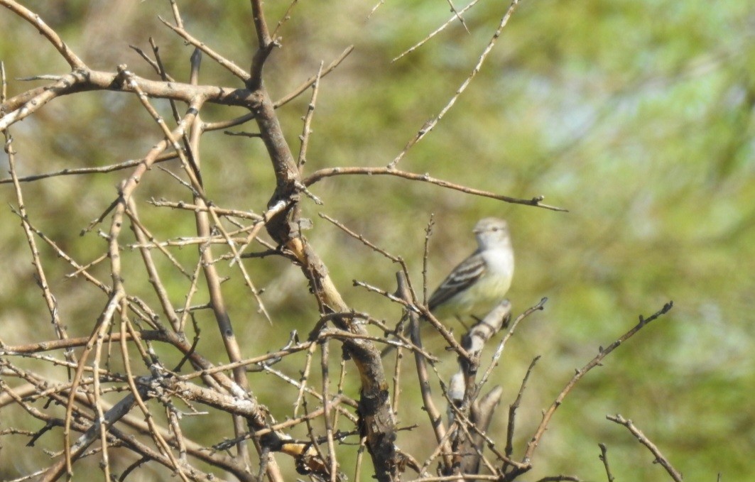 Southern Scrub-Flycatcher - ML643037955