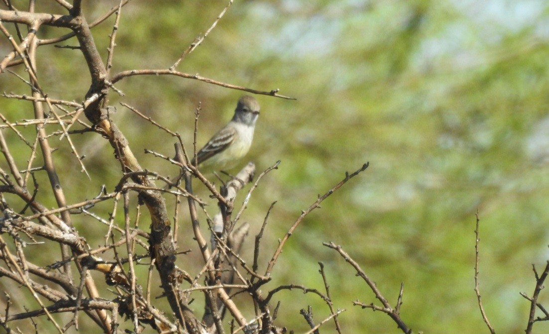 Southern Scrub-Flycatcher - ML643037956