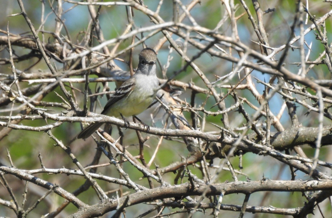 Southern Scrub-Flycatcher - ML643037957