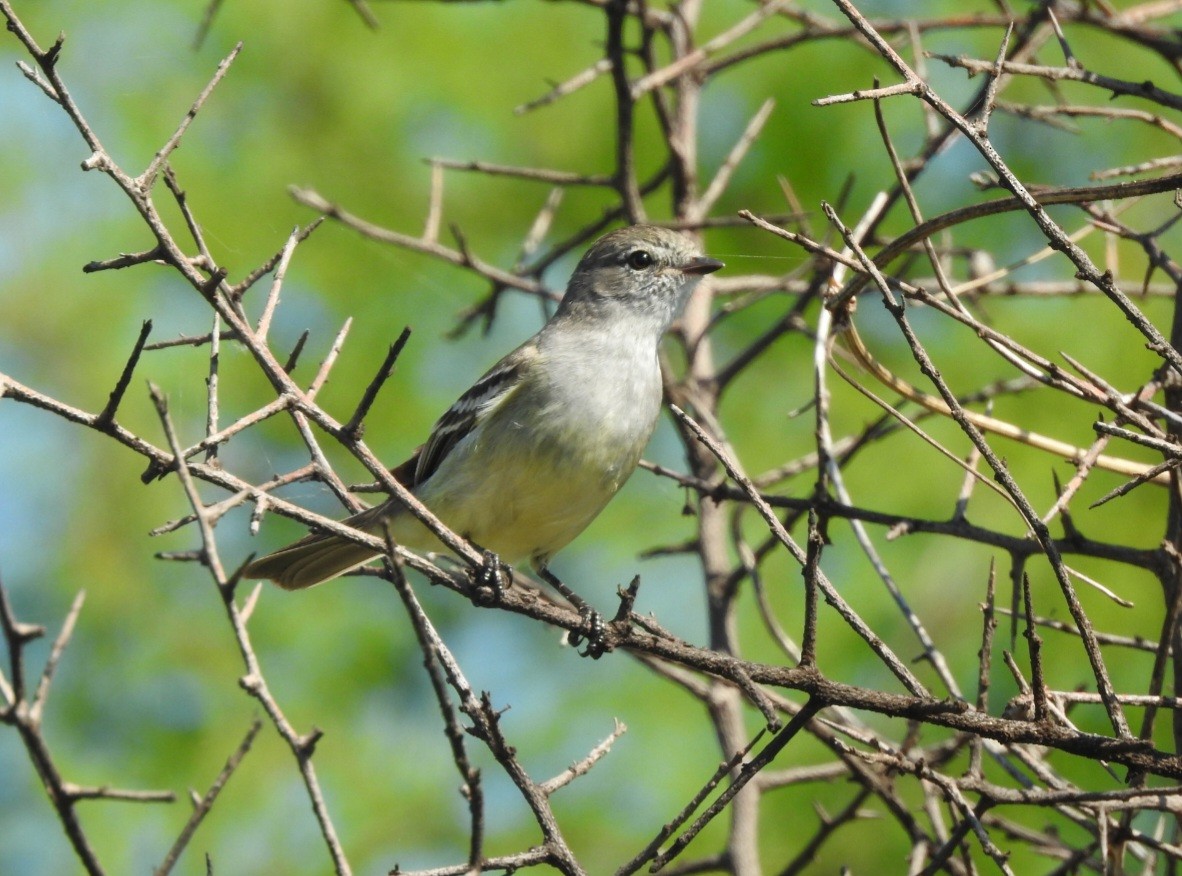 Southern Scrub-Flycatcher - ML643037958