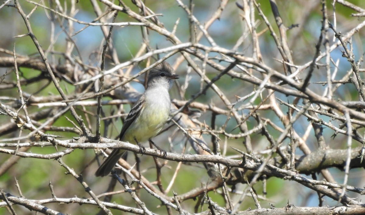 Southern Scrub-Flycatcher - ML643037959