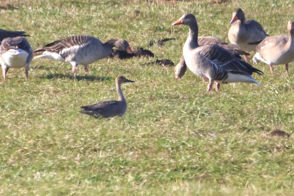 Northern Pintail - ML643037960