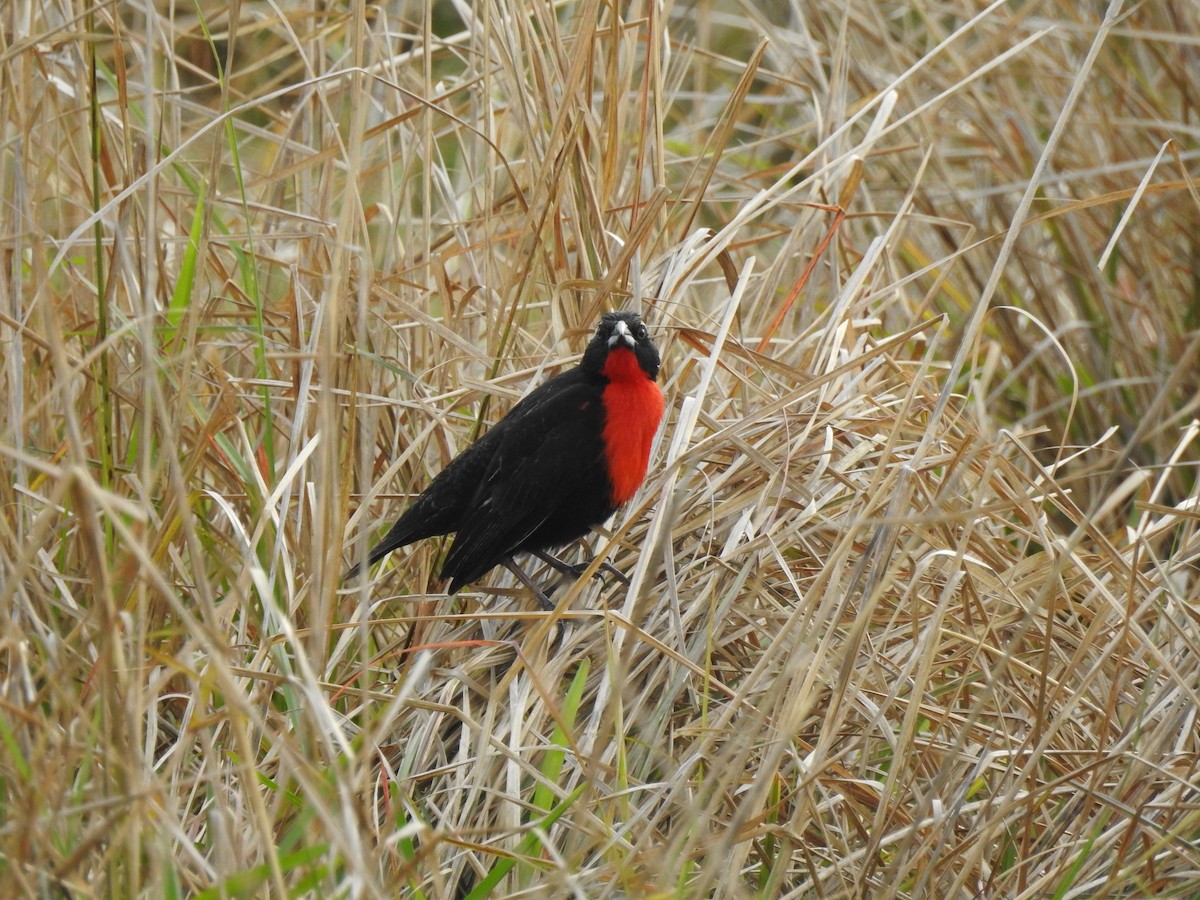 White-browed Meadowlark - ML643037961