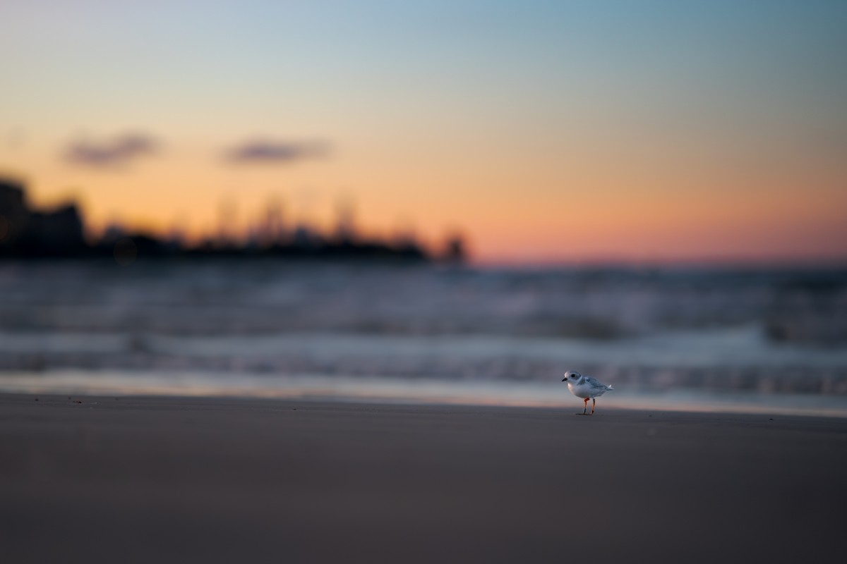 Пісочник жовтоногий - ML643037962