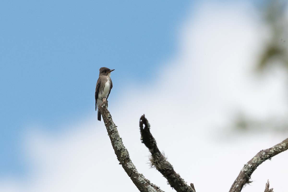 Olive-sided Flycatcher - ML643037963