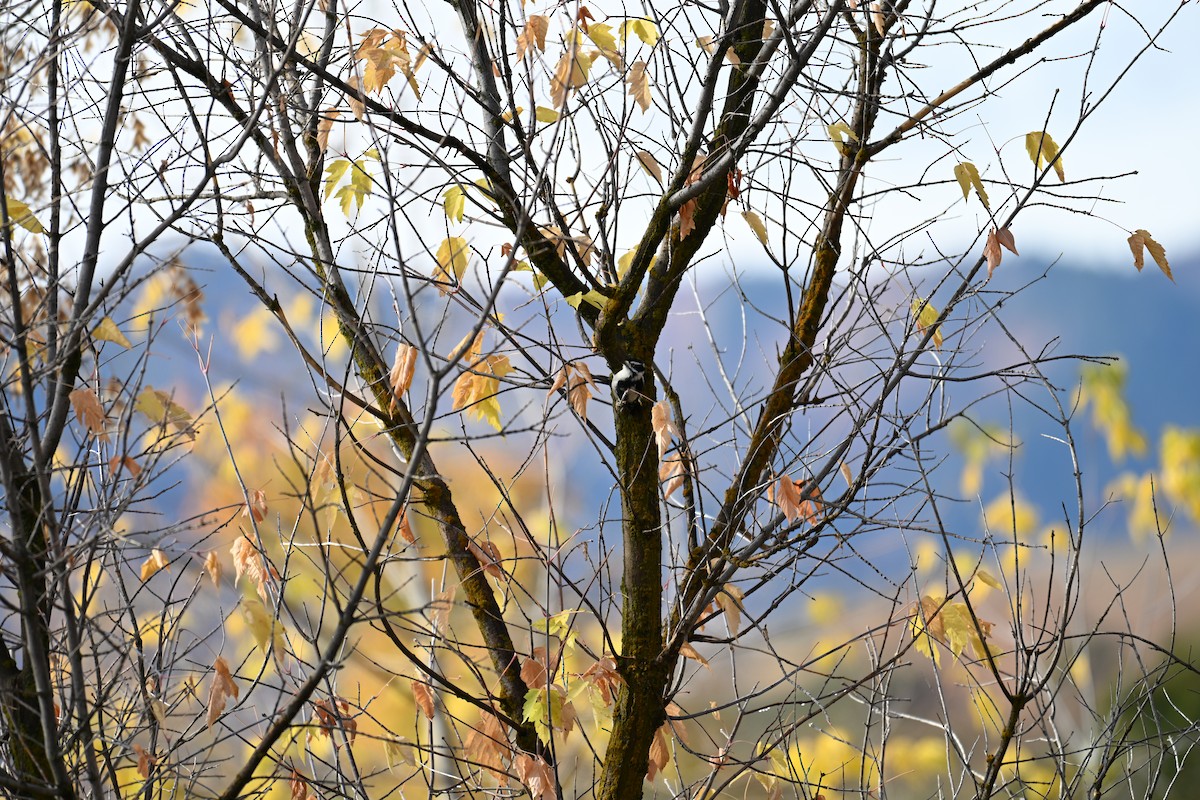 Pic mineur (leucurus/glacialis) - ML643037968