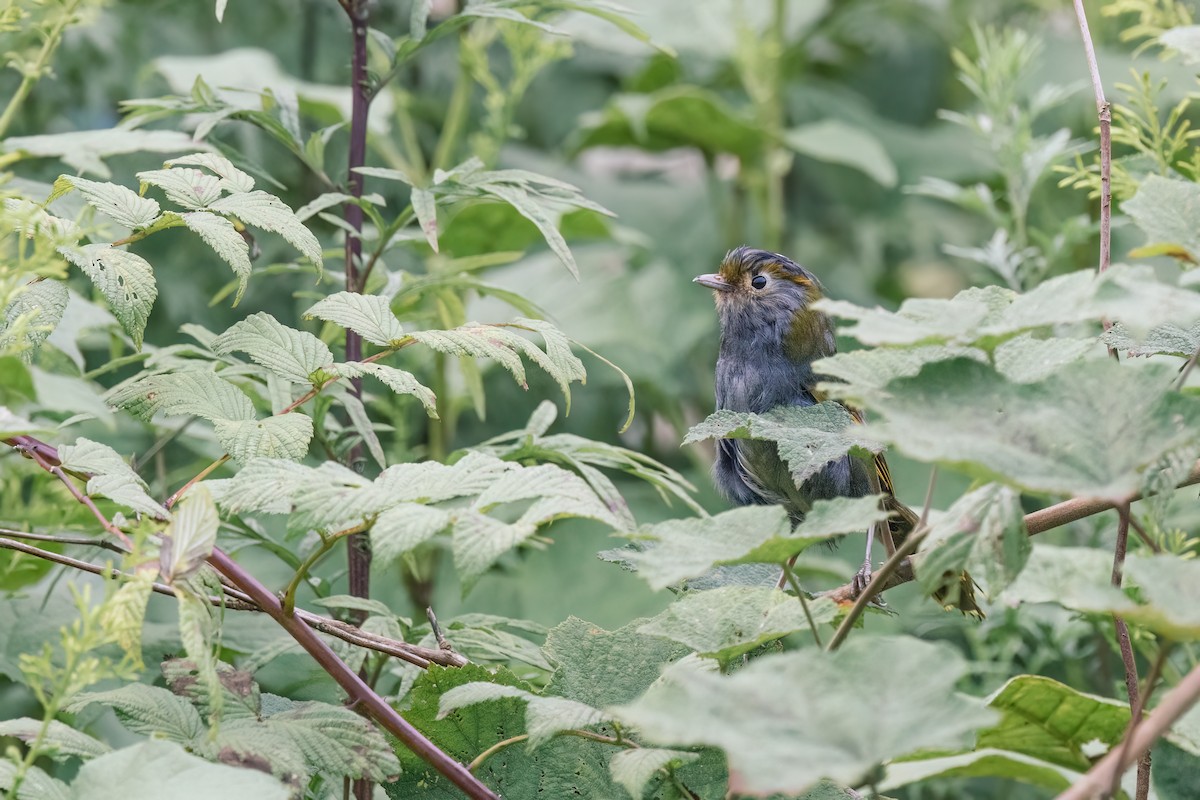 Emei Shan Liocichla - ML643037973