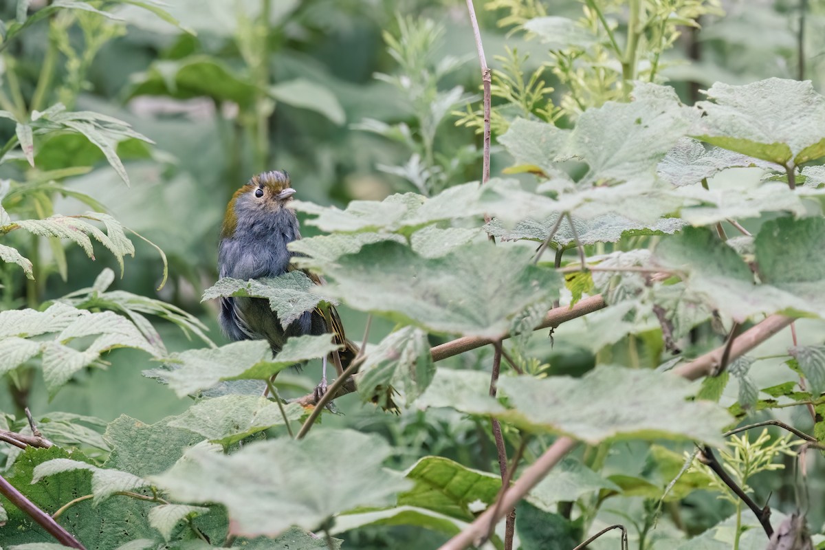 Emei Shan Liocichla - ML643037974