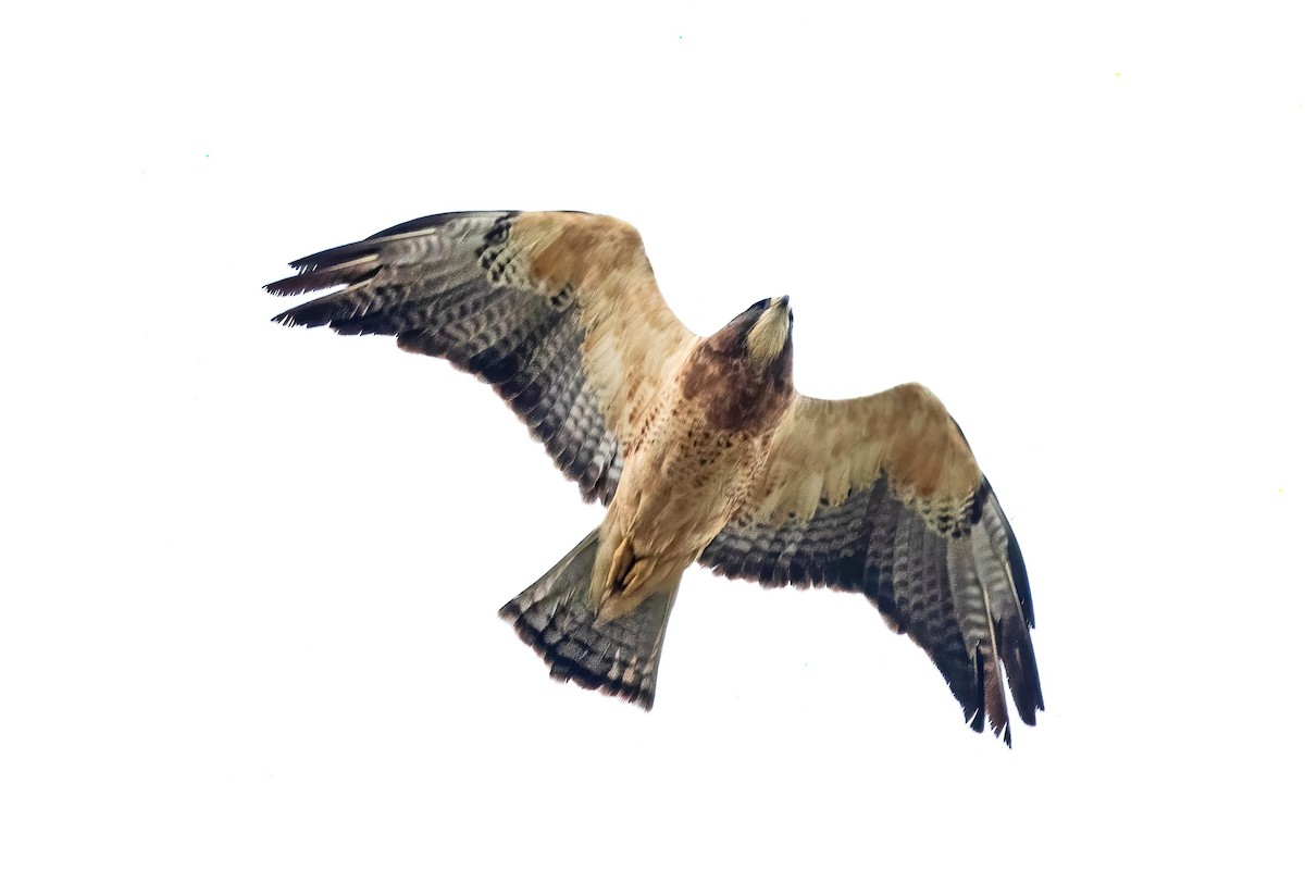 Swainson's Hawk - ML643037980