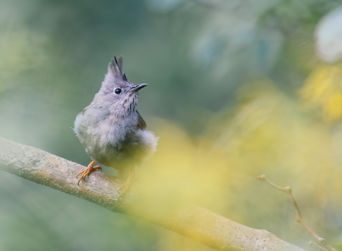 Stripe-throated Yuhina - ML643037984