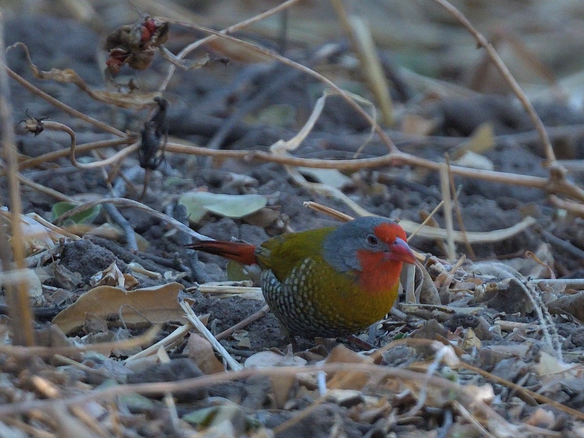 astrild pestrý - ML643037989