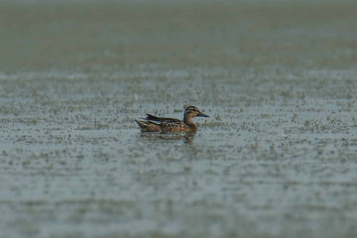 Garganey - ML643037994