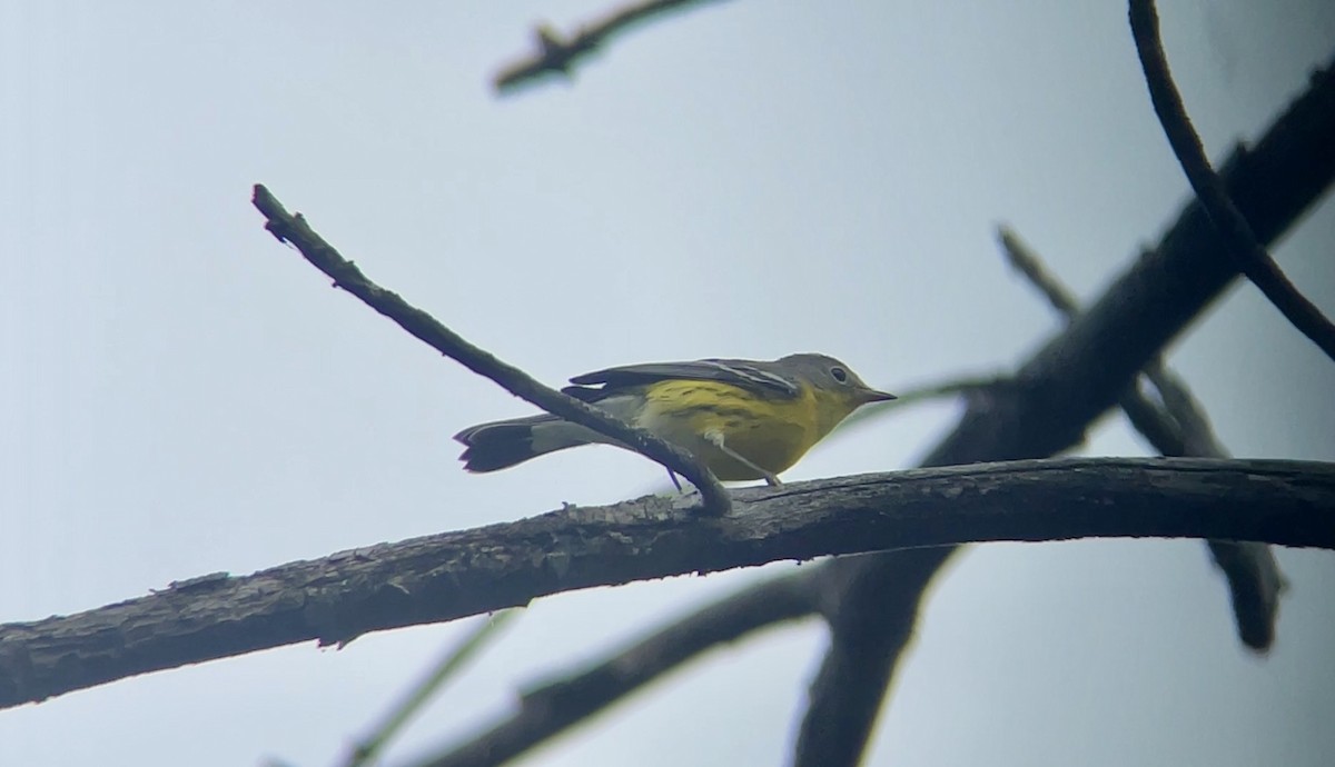 Magnolia Warbler - ML643037995