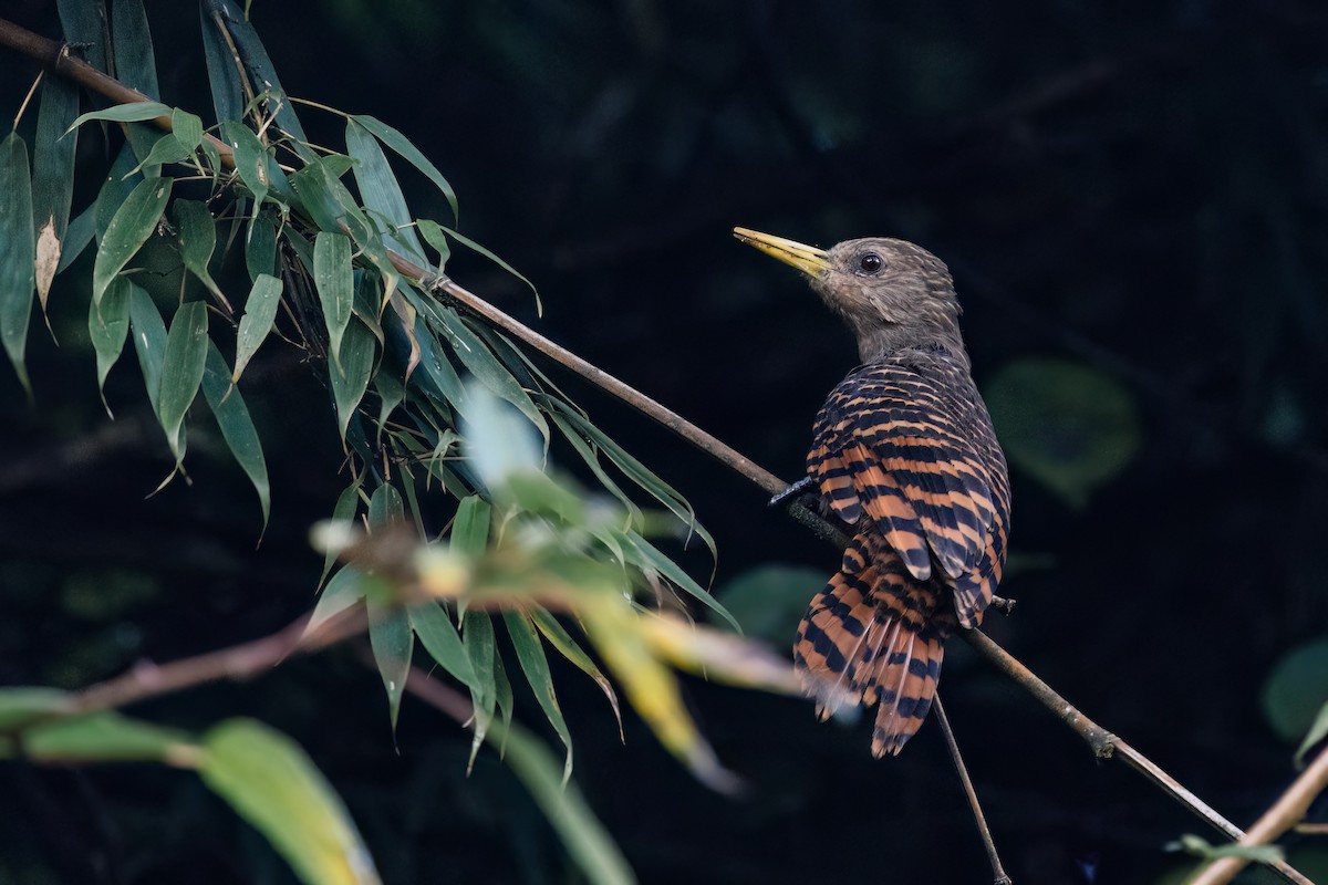 Bay Woodpecker - ML643038021