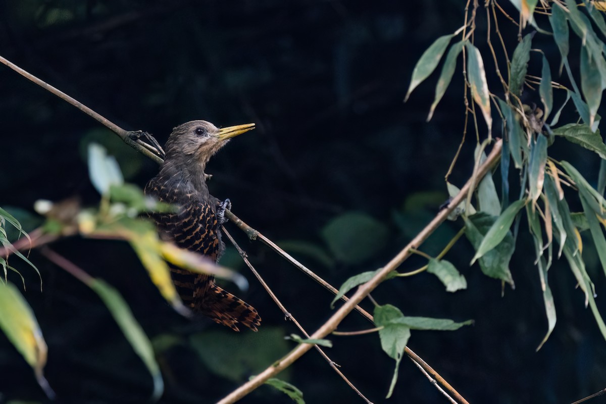 Bay Woodpecker - ML643038022