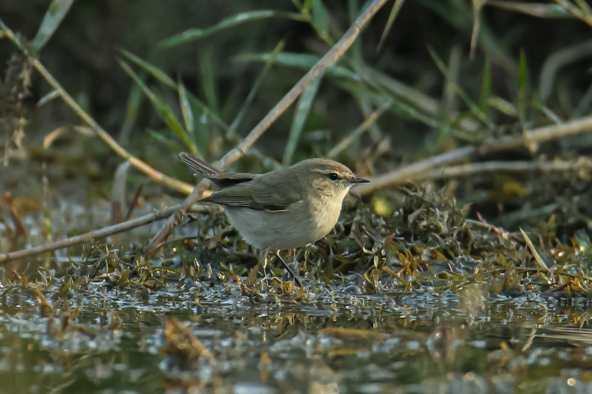 Common Chiffchaff - ML643038023