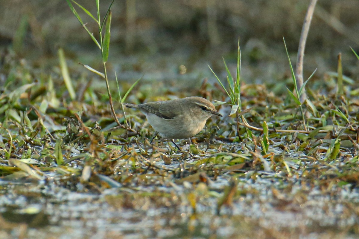 Common Chiffchaff - ML643038024