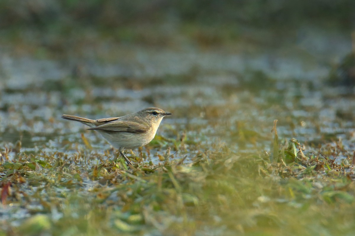 Common Chiffchaff - ML643038025