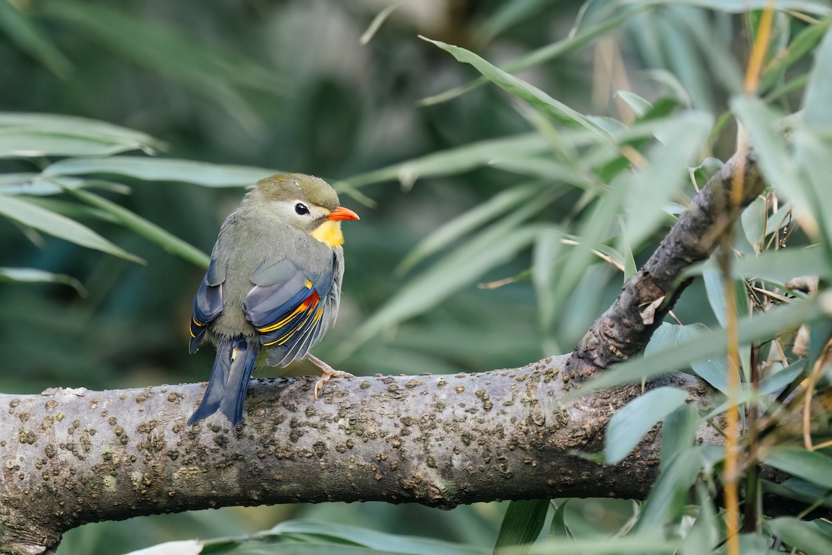 ソウシチョウ - ML643038029