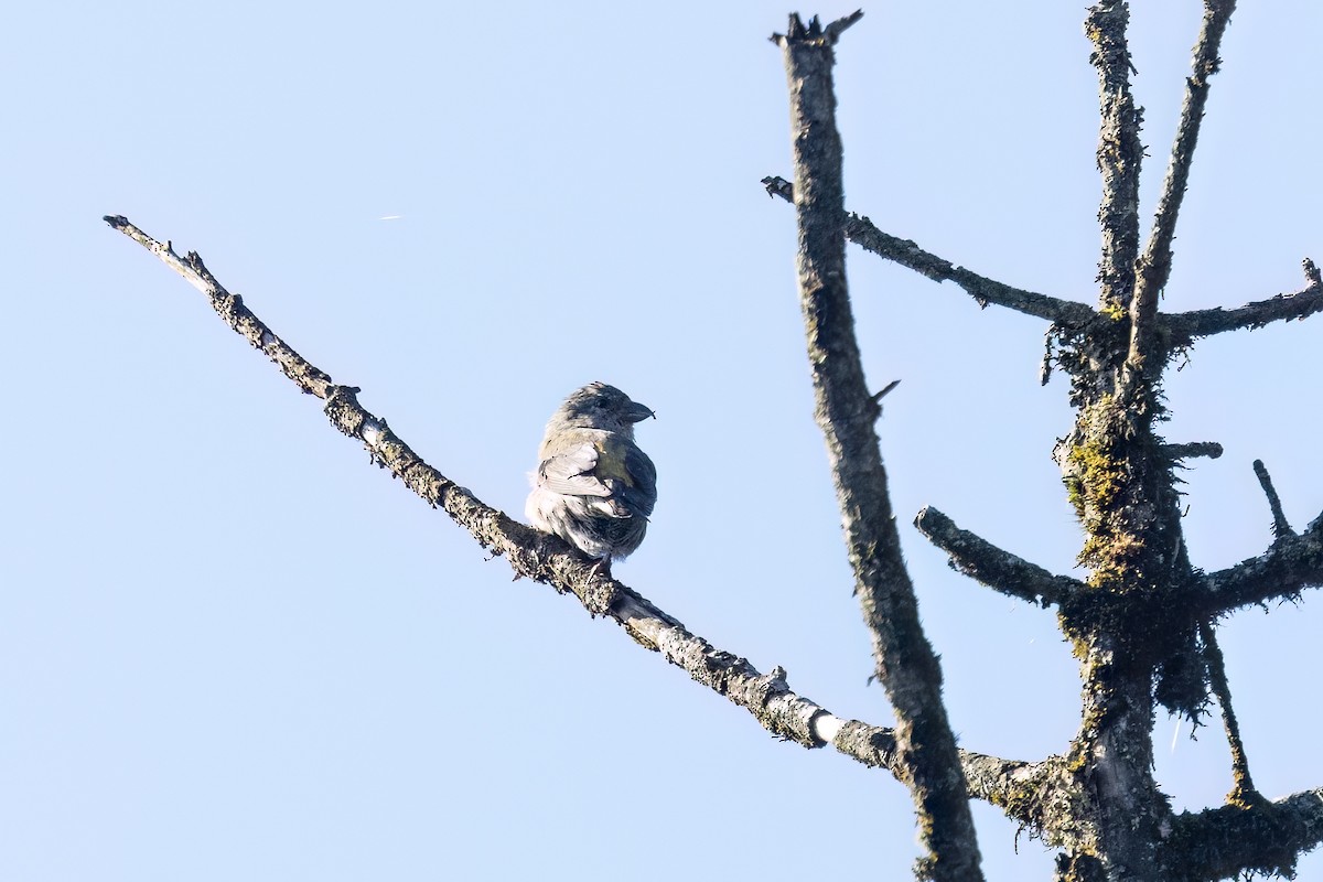 Red Crossbill - ML643038037