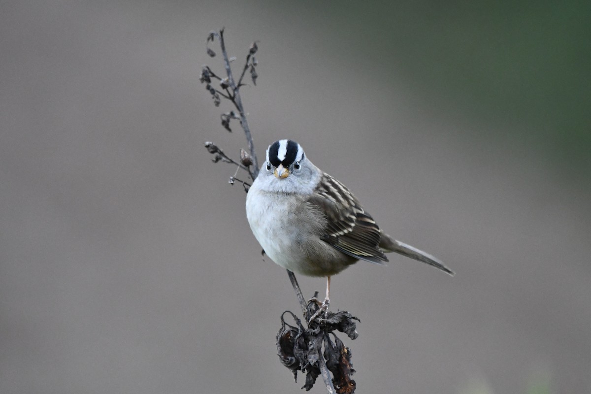 ミヤマシトド - ML643038043